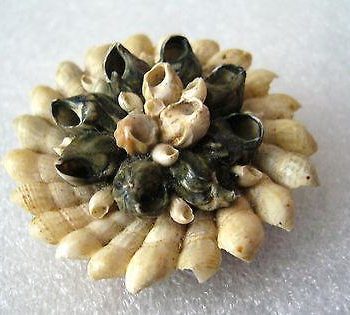 Vintage Israeli shells pin / brooch marked with taxes label