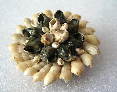 Vintage Israeli shells pin / brooch marked with taxes label